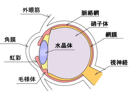 ものが見える仕組み