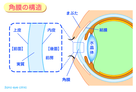 角膜の構造